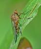 Empis livida